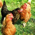 2 rhode island red chickens and one australorp