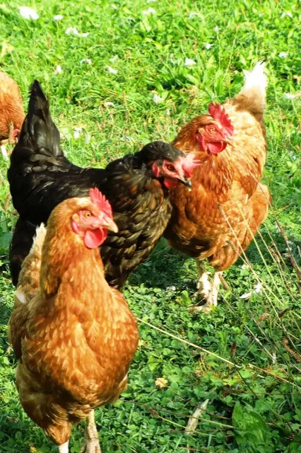2 rhode island red chickens and one australorp