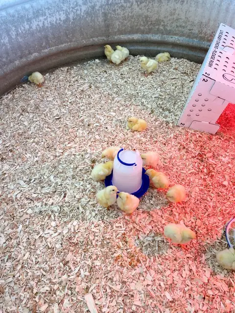 Baby cornish cross chickens drinking 