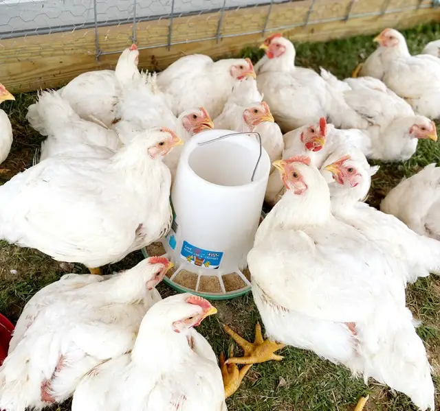 Cornish Cross Chickens Eating 