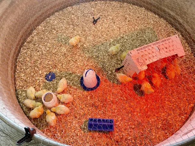 Baby Cornish Cross Chickens in stock tank