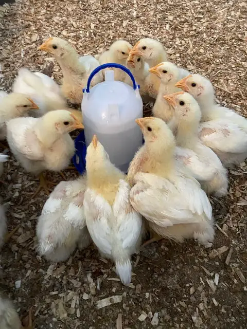 Young Cornish Cross Chickens drinking
