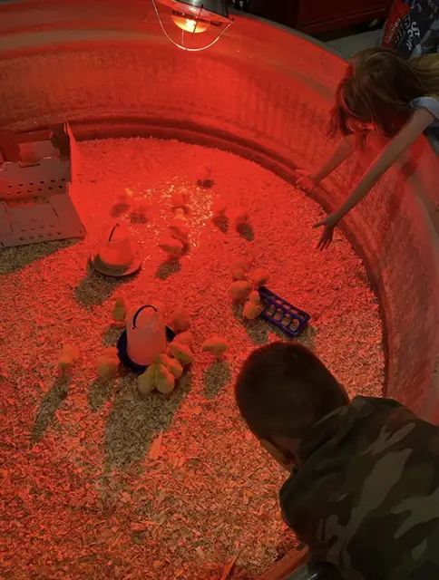Baby Cornish Cross Chickens