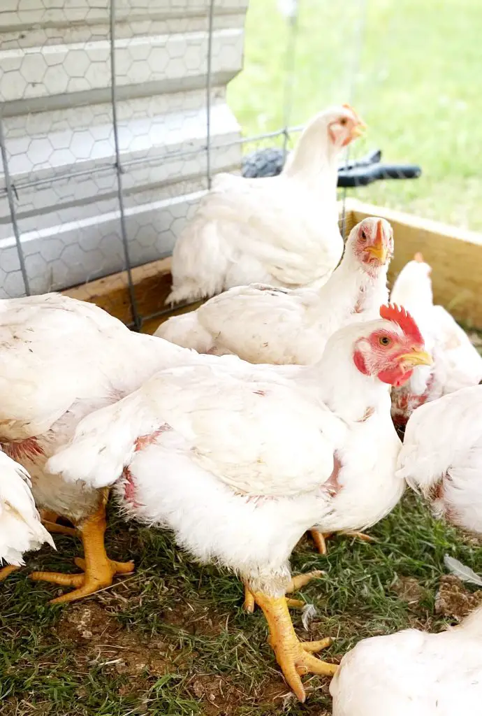 Cornish Cross Chickens